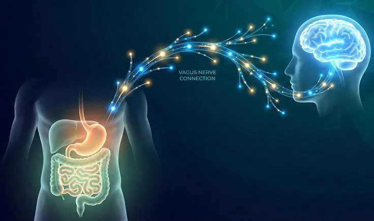 Gut-Brain Connection